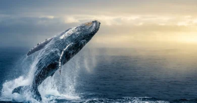 Megattere migrazione 2026: il record straordinario nell'oceano