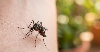 Zanzara tigre e dengue 2026 in Italia: la Guida Completa a sintomi e prevenzione