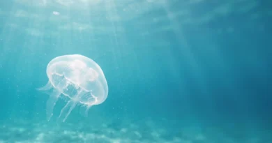 Punture di medusa estate 2026: la guida completa ai rimedi